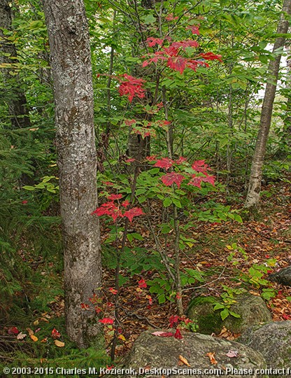 A Spash of Red 