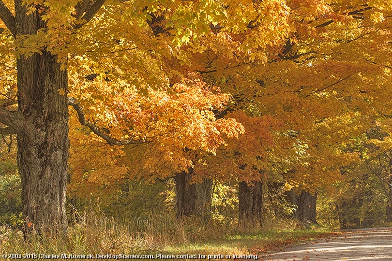 A Time for Maples 