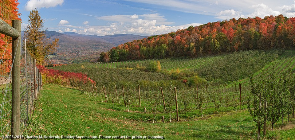 Apple Orchard Panorama 