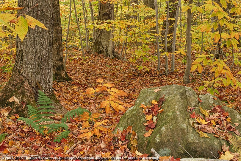 Autumn Elements 