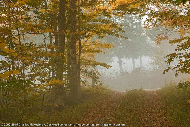 Into the Mist 