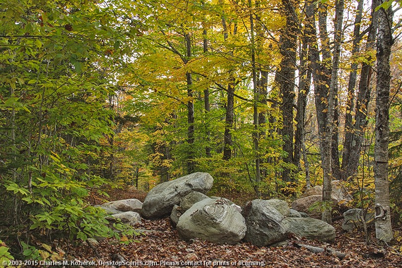 Rocky Forest Path 