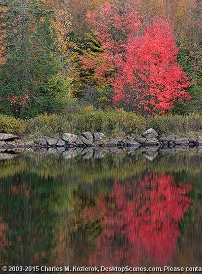 The Burning Bush 