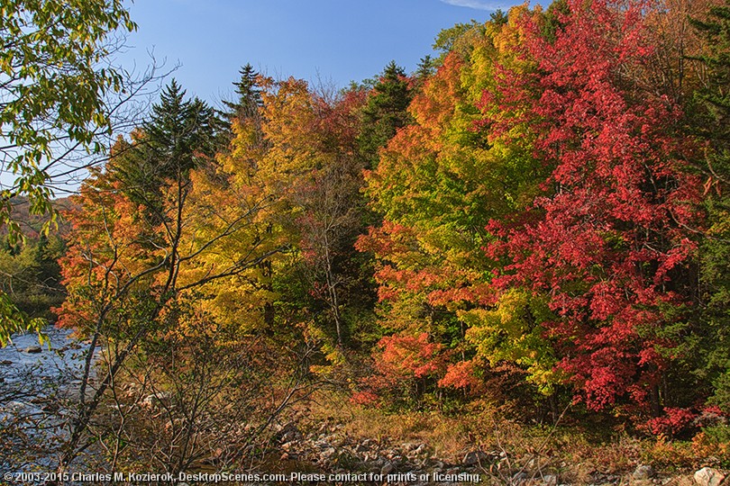 Traffic Light Trees 