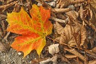 Autumn Scenes from Southern Vermont (2003)