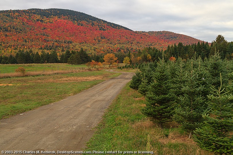 Christmas Trees in the Conn Valley 