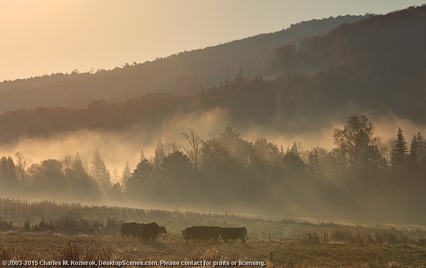 Cows in the Mist 