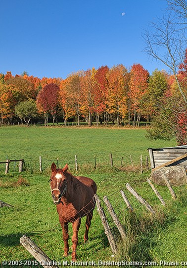 Devils Moon Equine 