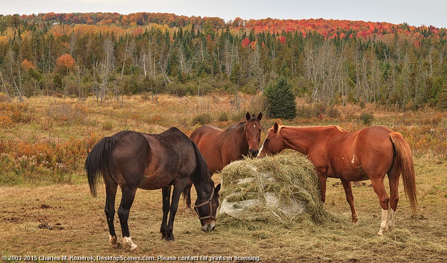 Equine Lunchtime