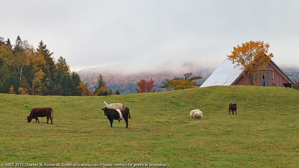 Livestock Assortment