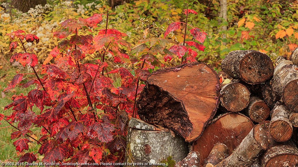 Old Wood -- New Growth 