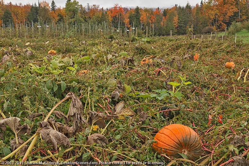 Pumpkin Patch at Burtts Apple Orchard 