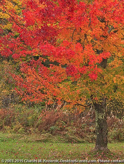 Rainbow Tree Solo 