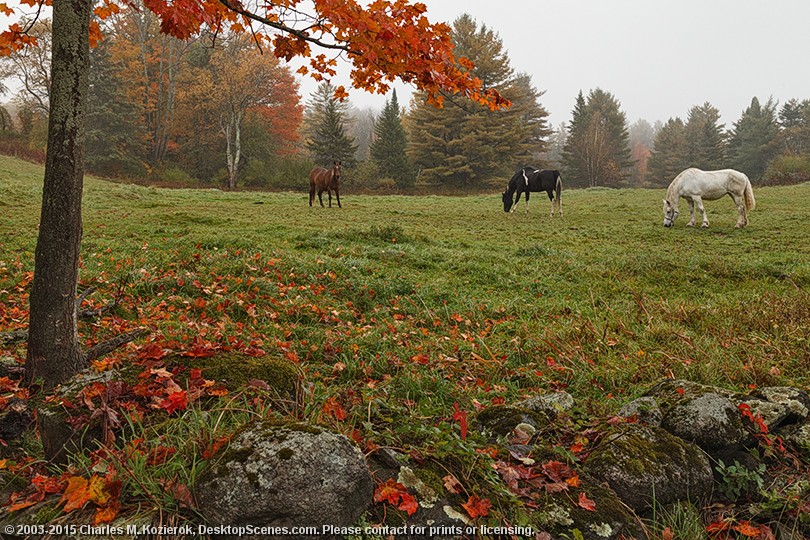 Three Horses