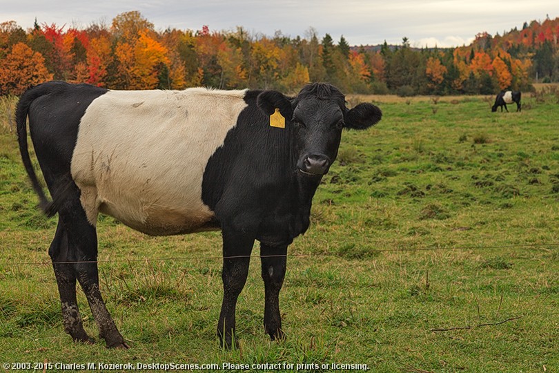 Woolly Bear Cows 