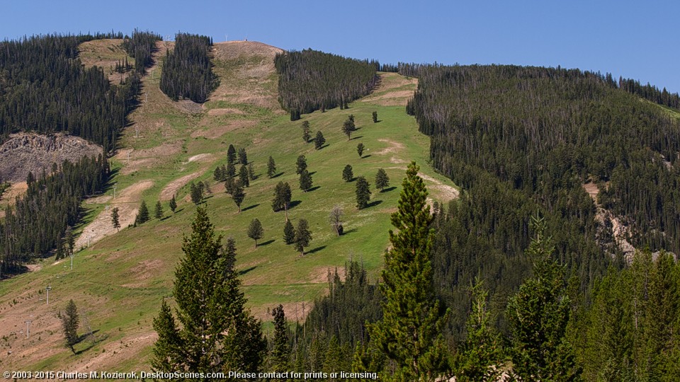 Evergreen Hillside