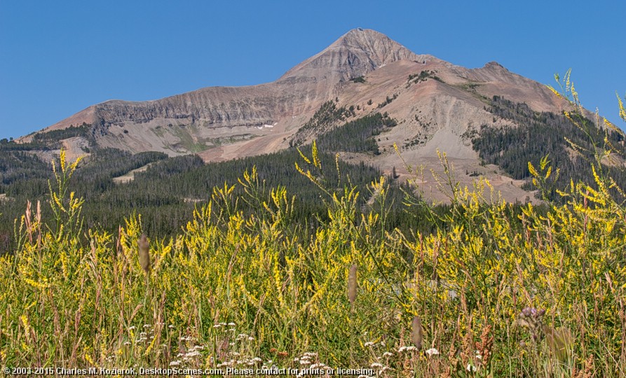 Lone Mountain and Wildflowers