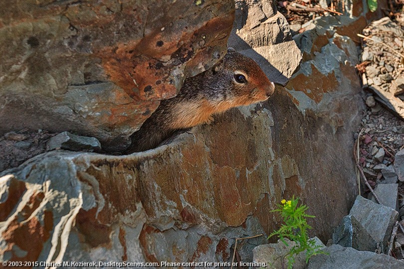 Camouflage in Action