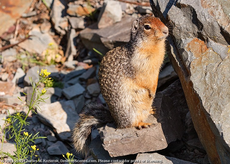 Columbia Ground Squirrel Portrait