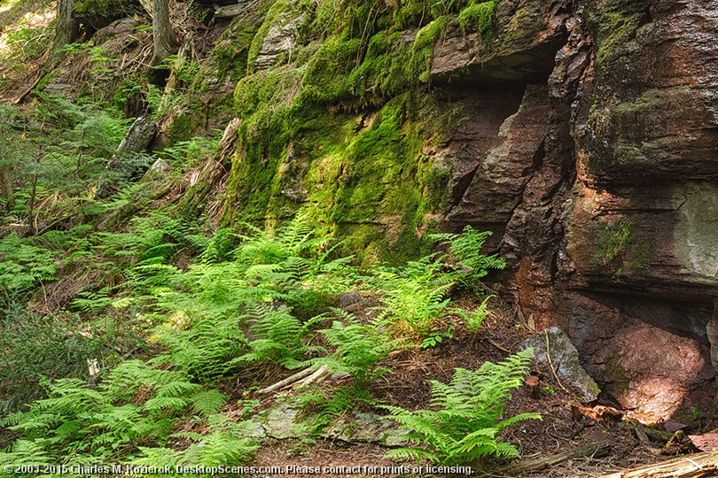 Dripping Water, Ferns and Moss