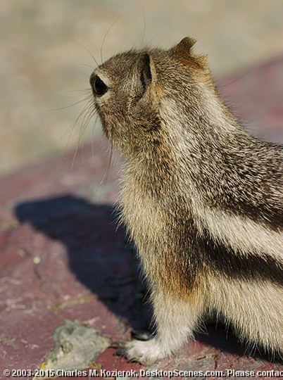 Golden Mantled Ground Squirrel