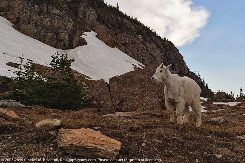 Mountain Goat Near Logan Pass