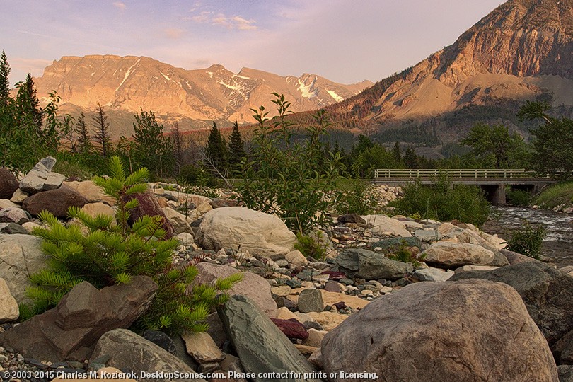 New Growth and Fading Light at Rose Creek