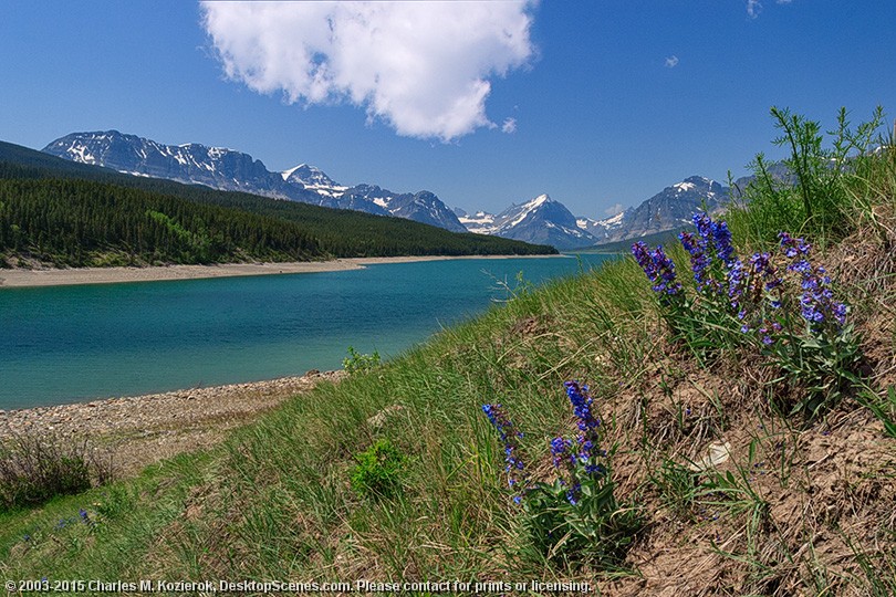 Rocky Mountain Penstemon Guards the Shore of Lake Sherburne