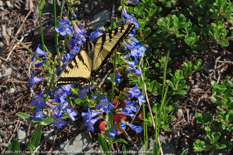 Tiger Swallowtail Breakfast