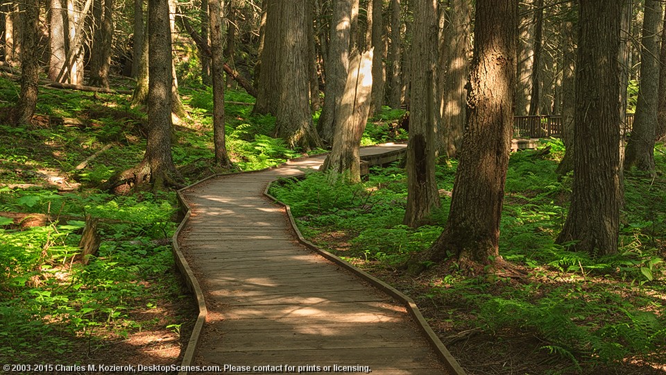 Trail of the Cedars 