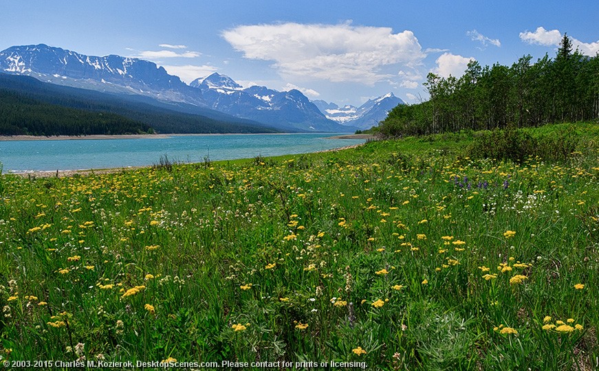 Wildflowers at Lake Sherburne