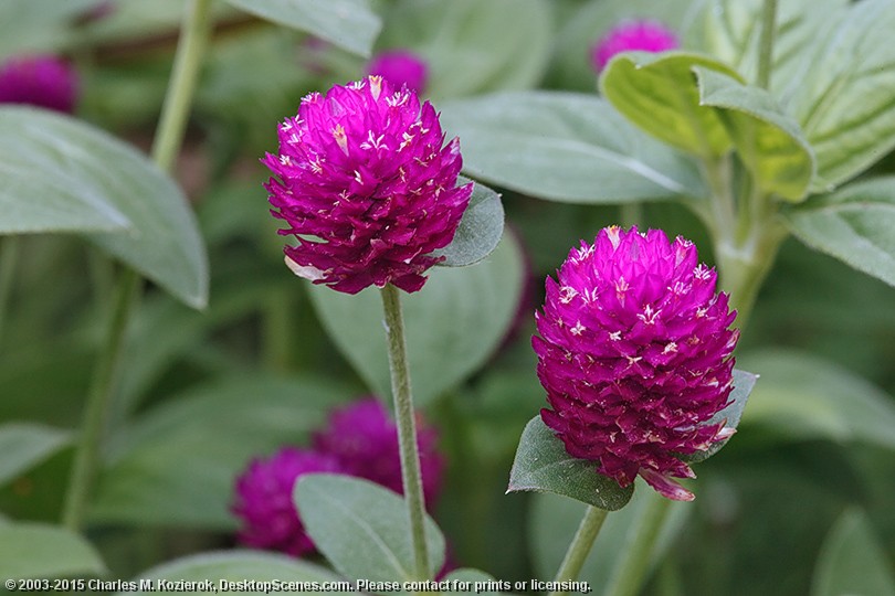 Globe Amaranth