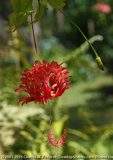 Hibiscus Schizopetalus