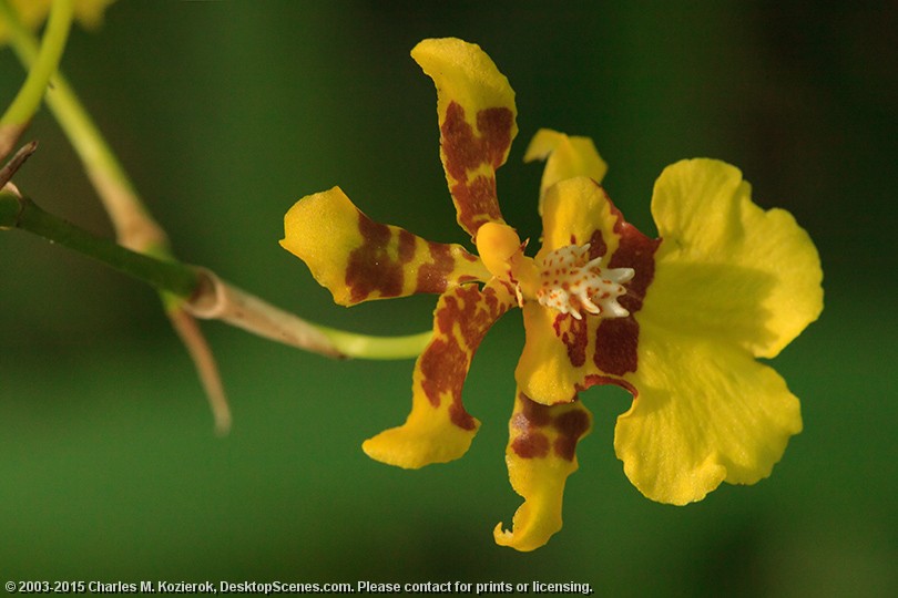 Oncidium Excavatum Orchid