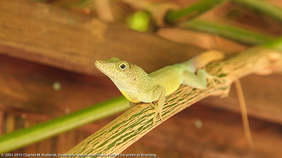 Reptilian Closeup