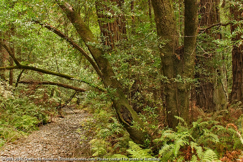 Over the Streambed 