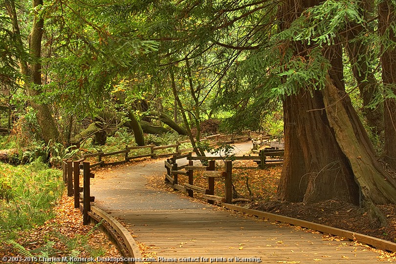 Path to the Woods 