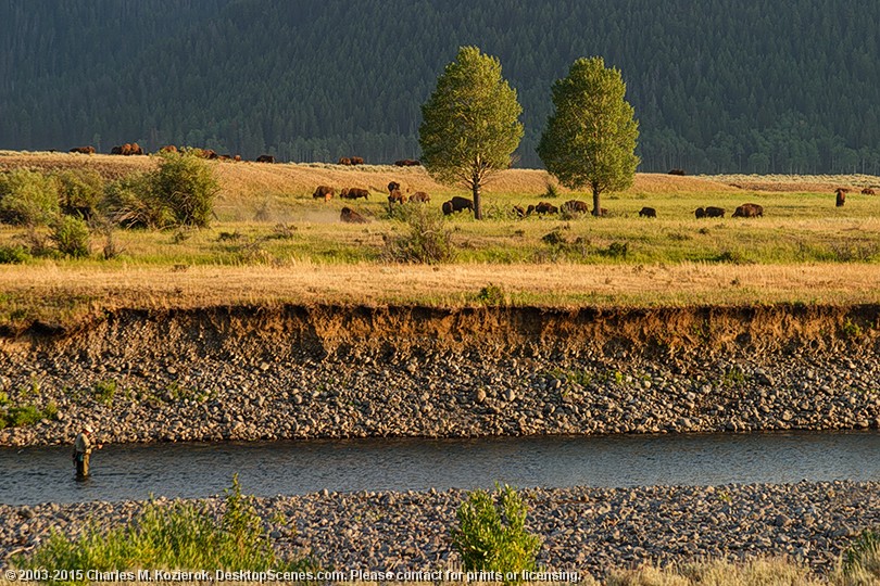 A Peaceful Moment on the Lamar River