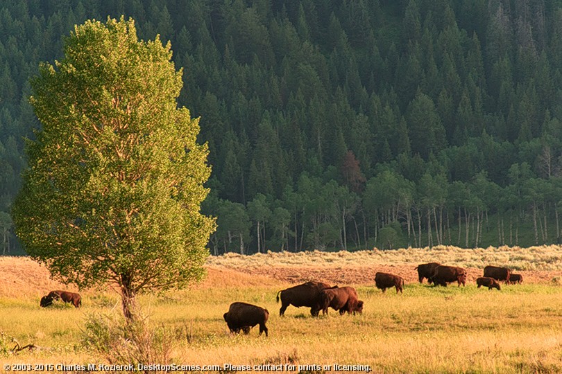 Lamar Bison in Early Evening 