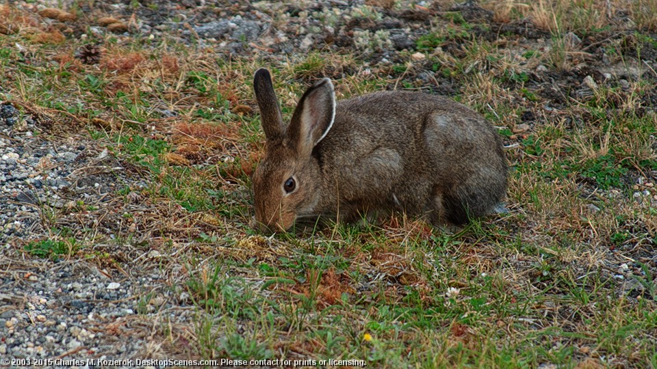 Shy Visitor at Norris Basin