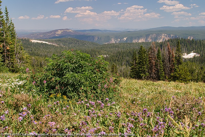 Yellowstone Caldera Rim from Dunraven Pass