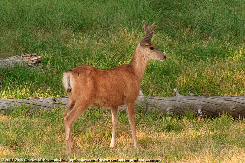 Young Buck 