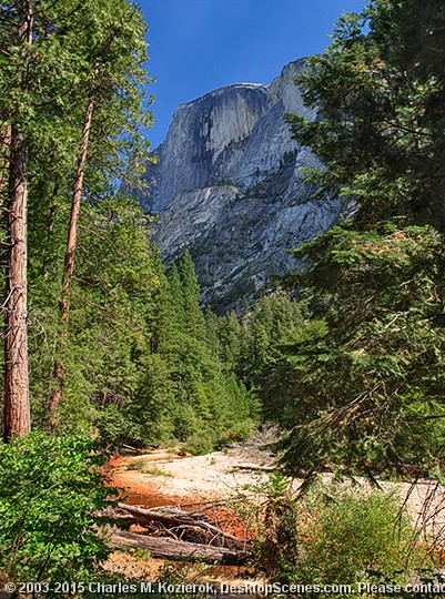 Framed by Trees 