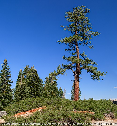 Majestic Tree at Glacier Point 