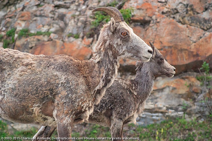 Mountain Goats