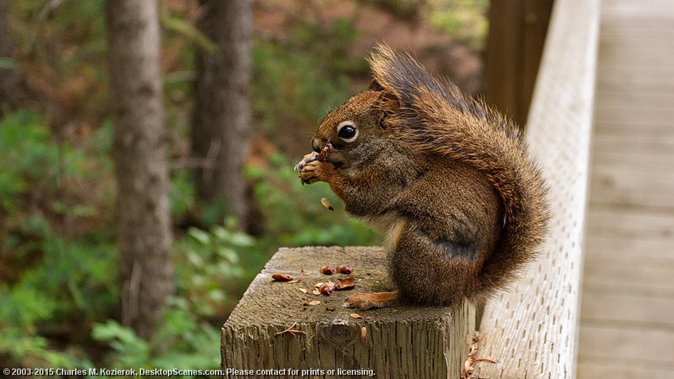 Pine Lunch