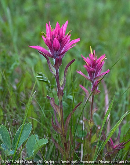 Purple Paintbrush