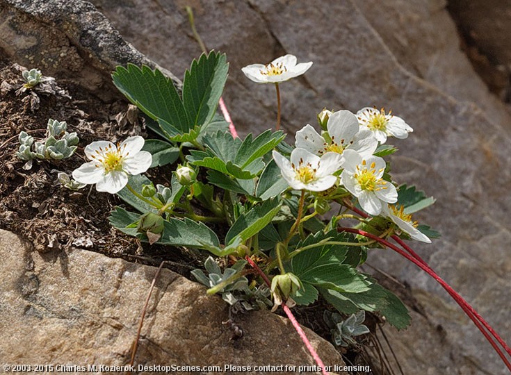 Wild Strawberry