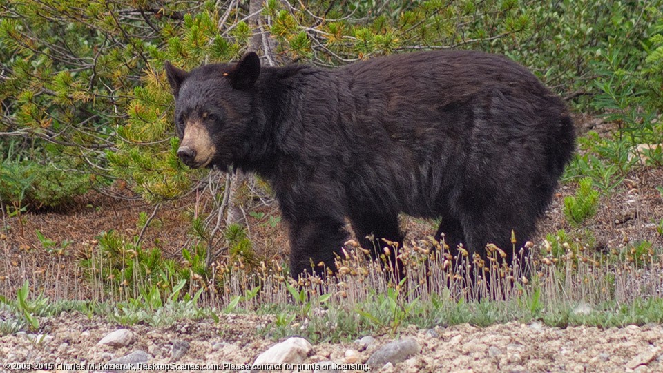 Pensive Black Bear 