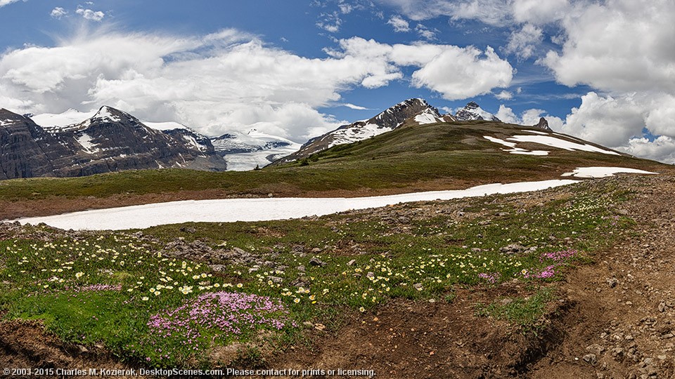 Wildflowers Atop the Ridge 